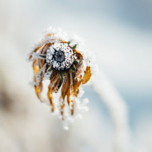 Withered coneflower snowy, Echinacea, close-up Withered coneflower snowy, Echinacea, close-up